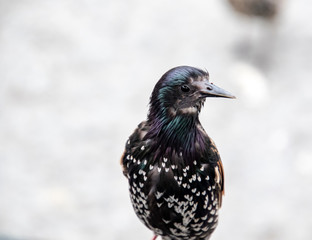 A closeup of a bird with white heart shaped markings
