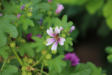 A bee pollinating a white and pink blossom