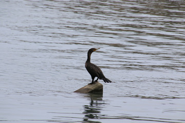 A cormorant standing on a wooden beam