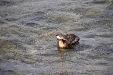 A cute looking duck like bird swimming in shallow water