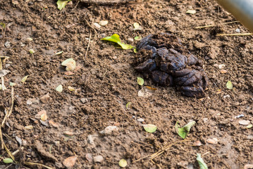 Dry cow dung can be used to make fertilizer.