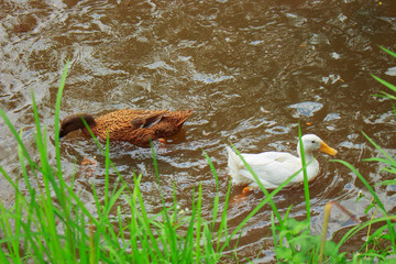 Bathing Ducks