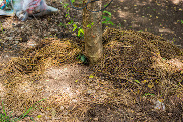 Manure from cow dung under the tree.