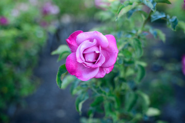 Purple Rose