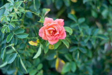 Peach rose 