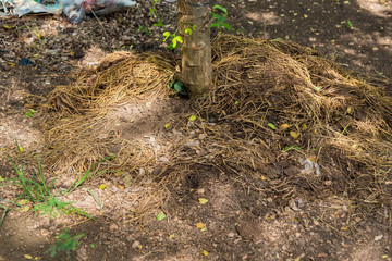 Manure from cow dung under the tree.