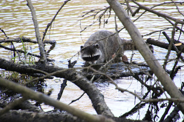 A raccoon climbing on a fallen tree