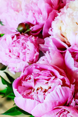 Beautiful pink peonies, huge bouquet of flowers.