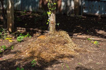 Manure from cow dung under the tree.