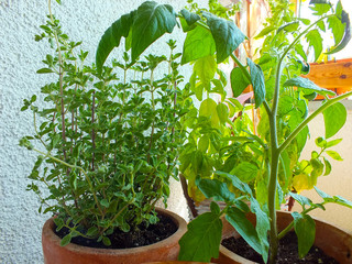 Fresh green herbs and tomato plants in a balcony garden.