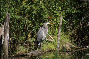 A great blue heron on the edge of a pond