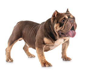 american bully in studio