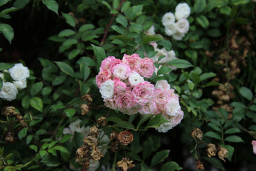 A bunch of white with pink flowers centered in the frame
