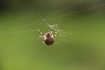 A closeup of a  large orb weaver spider spinning a web