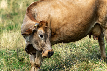 One brown dairy cow with horns standing on a mountain pasture, Italian Alps, Europe