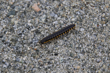 A black and yellow millipede