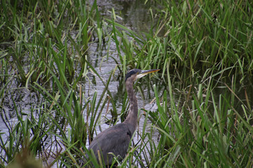 A great blue heron standing in a middle of a pond