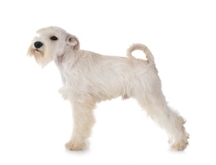 white miniature schnauzer