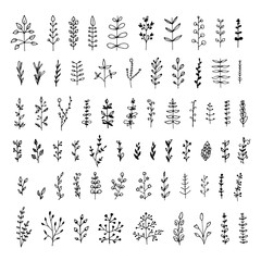 Big set of floral elements isolated on white background. Hand drawn  leaves for your design. Doodle nature