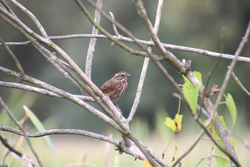 A brown song sparrow perched on a branch