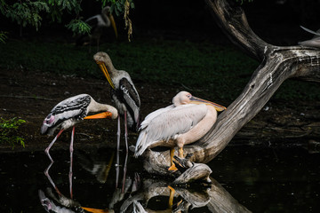 Its Goodnight time for Pelicans