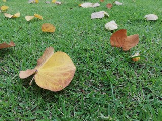 Red, yellow and brown dry leaves falling on green grass in autumn.