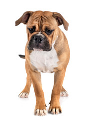 Obraz premium Continental bulldog in studio