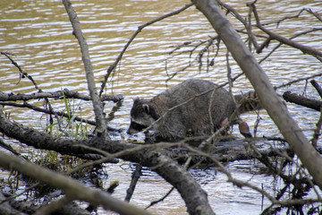 A raccoon walking on a partially submerged tree branch