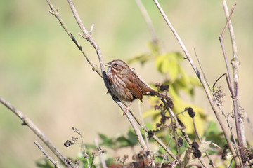 A song sparrow perched on a branch