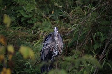 A great blue heron standing in the middle of a meadow