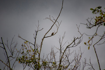 A cedar waxwing perched on a leafless branch