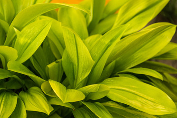 Beautiful fresh green leaves of queen lily close up.