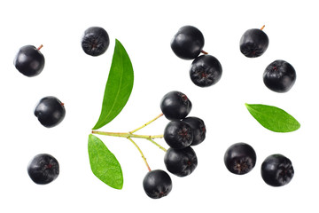Chokeberry with green leaves isolated on white background. Black aronia. Top view.