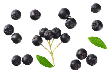 Chokeberry with green leaves isolated on white background. Black aronia. Top view.