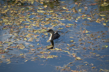 A pied-billed grebe swimming in a pond