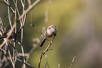 A small brown bird perched on a branch