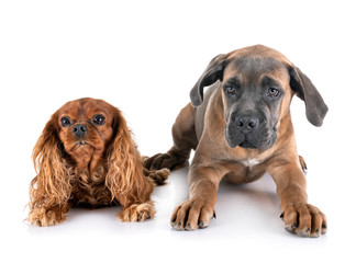 puppy cane corso and cavalier king charles