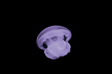 Jellyfish swimming in the deep ocean water.