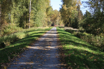 A view of a trail with trees on the left side