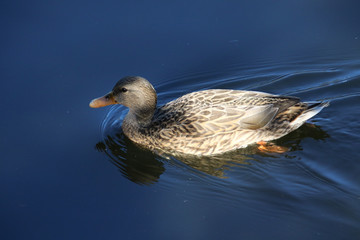 A closeup of a female mallard duck