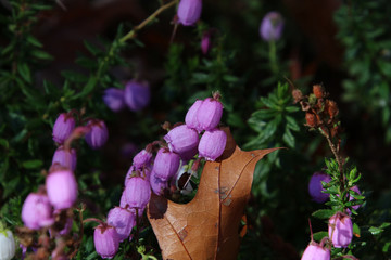 A closeup of purple bell