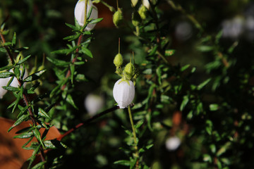 A closeup of a white bell like flower