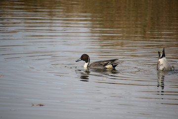 A northern pintail duck