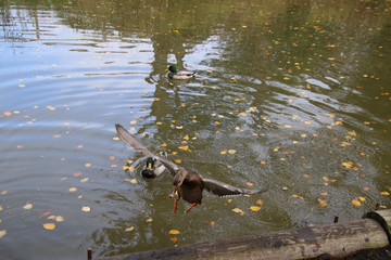 A female mallard duck flying toward the camera