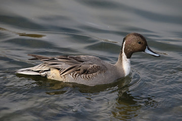 A closeup of a northern pintail duck