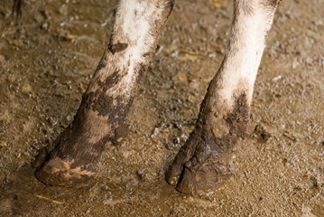 Cow's foot.Cow's legs in the cow stall.