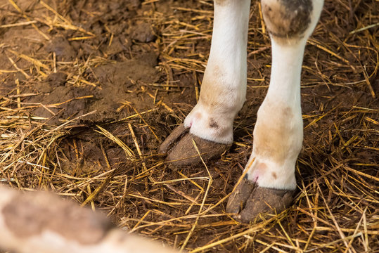 Cow's foot.Cow's legs in the cow stall.