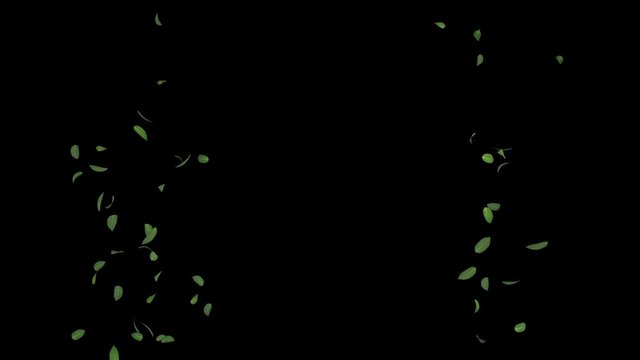 3D animation of a mint leaves flow with alpha layer