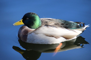 Obraz premium A closeup of a male mallard duck