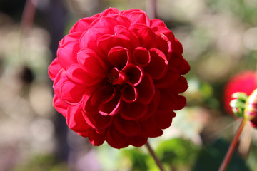 A closeup of a red flower with the petals close together